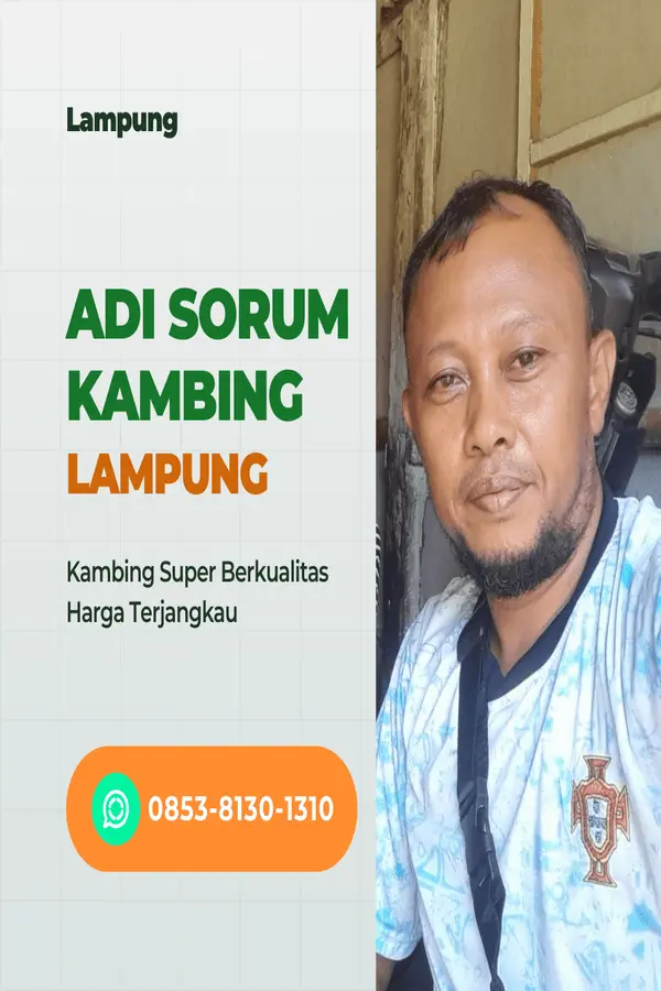 adi sorum kambing