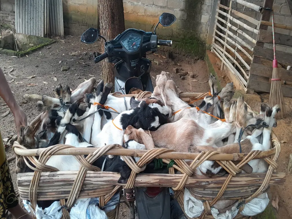 adi sorum kambing sepuluh