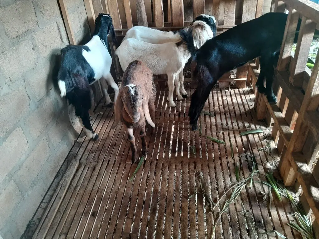 adi sorum kambing satu 24 (1)