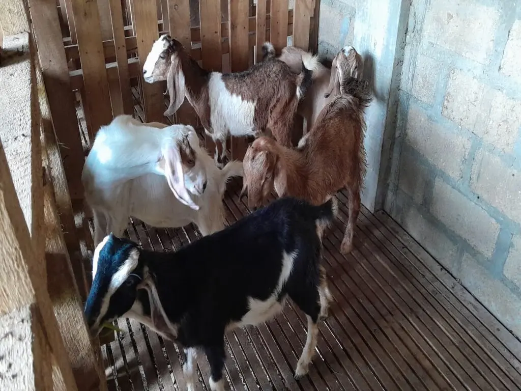 adi sorum kambing satu 25 (1)