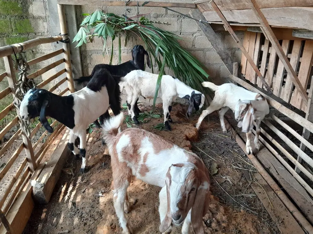 adi sorum kambing satu 26 (1)