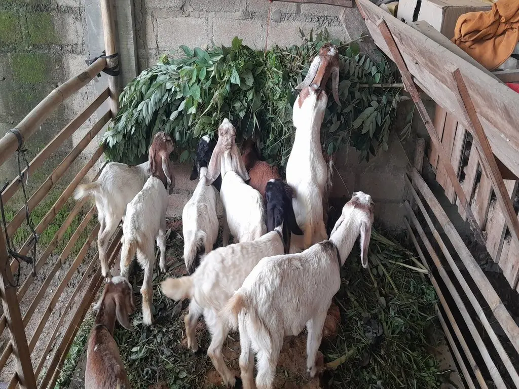 adi sorum kambing satu 27 (1)