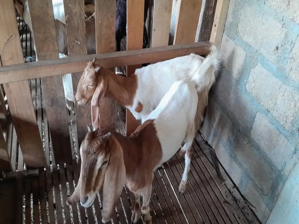 adi sorum kambing satu 28 (1)