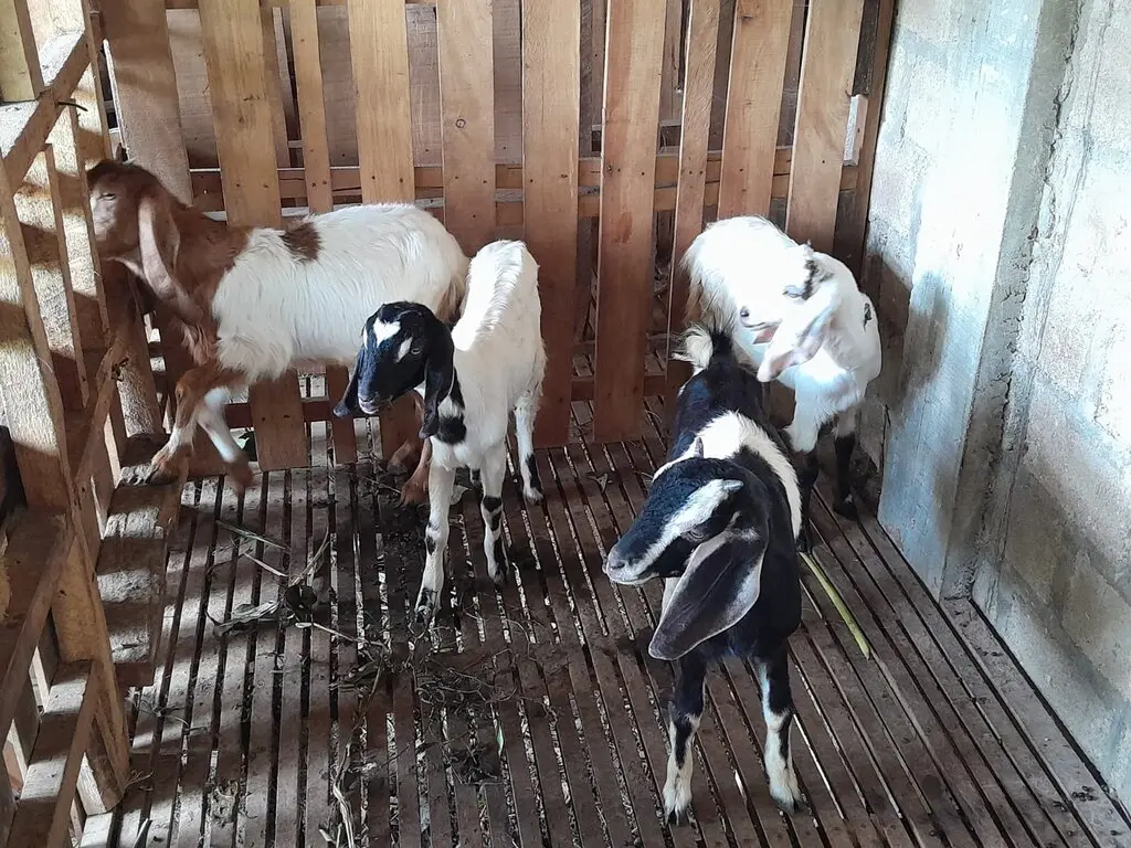 adi sorum kambing satu 30 (1)