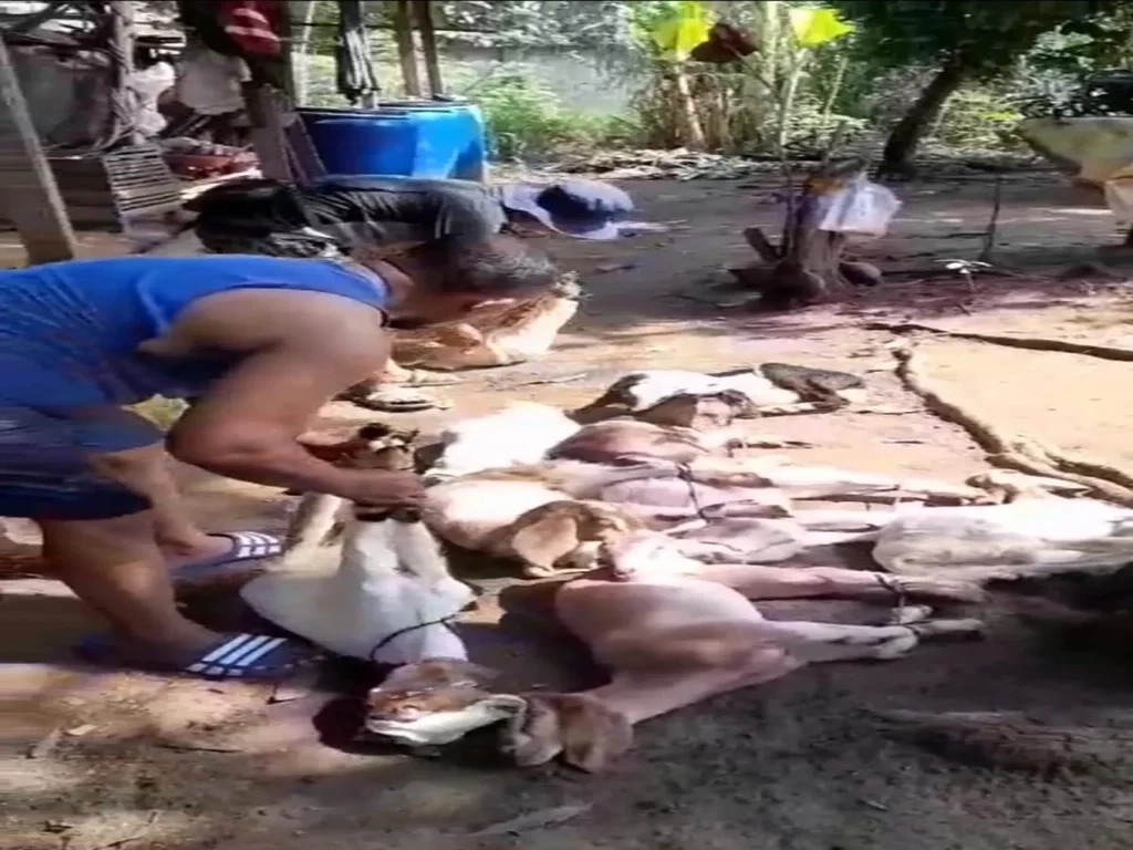 adi-sorum-kambing-tiga-belas-1-scaled (1)