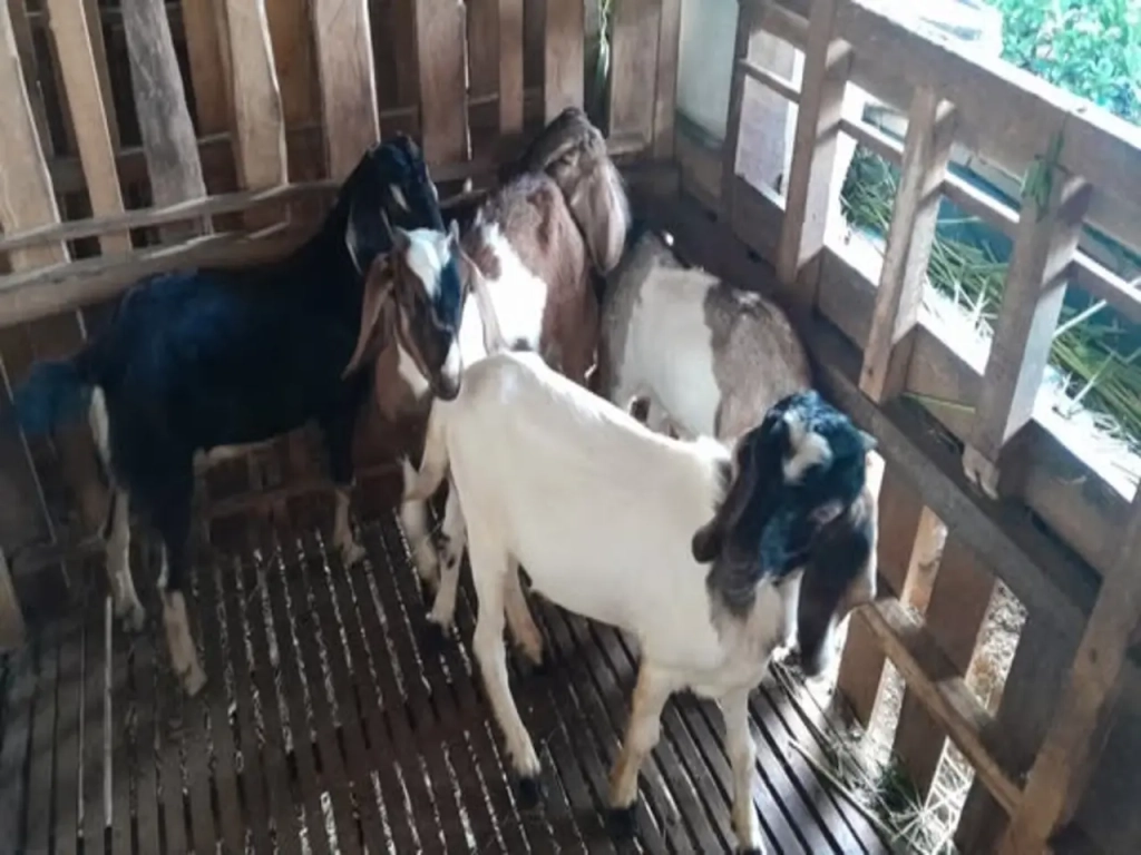 adi sorum kambing-30