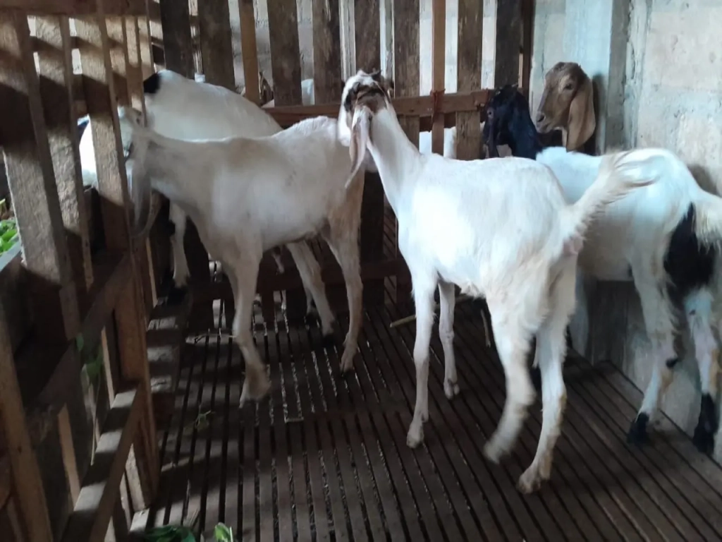 adi sorum kambing-32