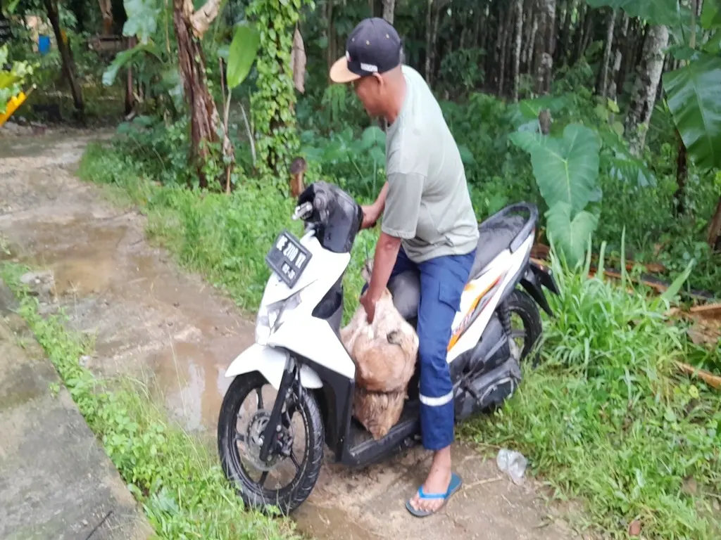 adi sorum kambing-34 (1)