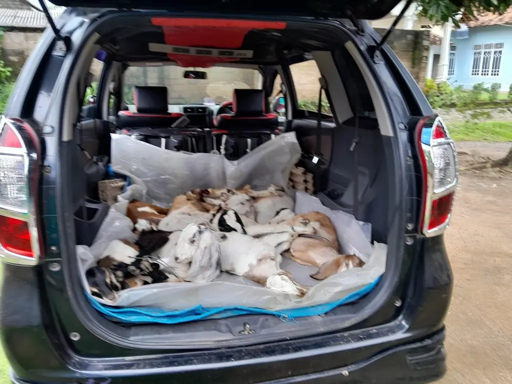 adi sorum kambing-35