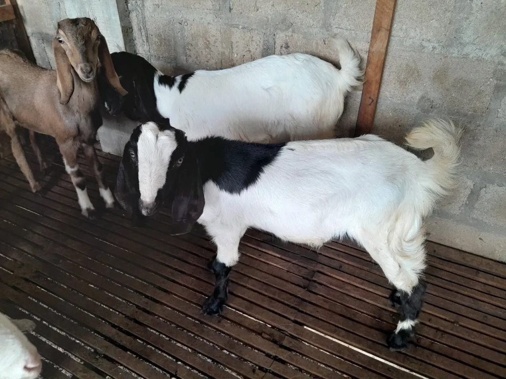 adi sorum kambing-38