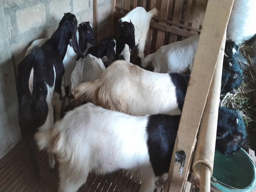 adi sorum kambing-39